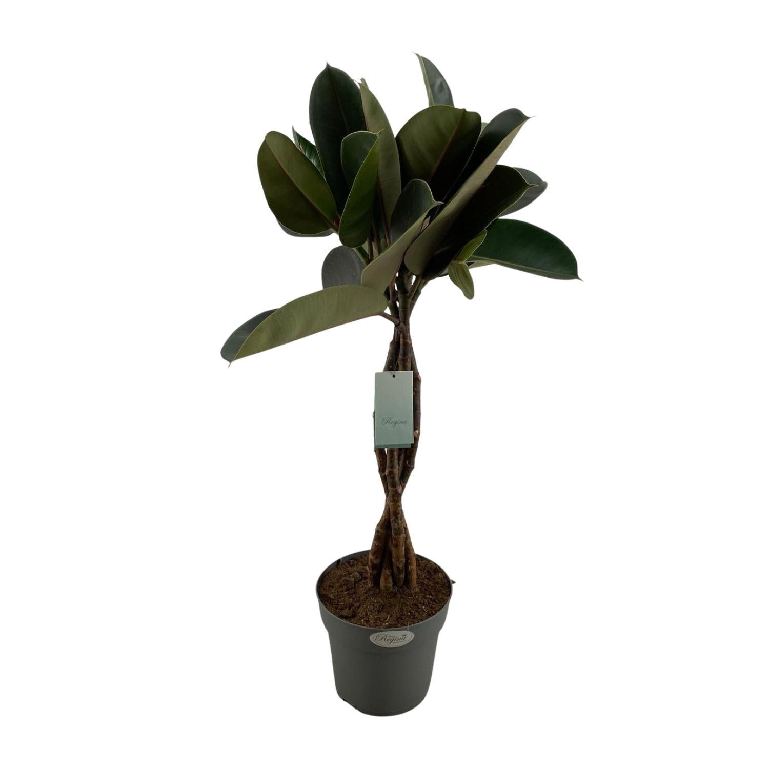 Gummbaum - Ficus Elastica Burgundy - Ø24cm - ↕100cmibaum