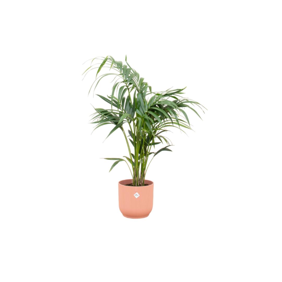 Kentia Palme - Howea Forsteriana - inklusive elho Vibes Fold Round Topf rosa Ø25 - 130 cm