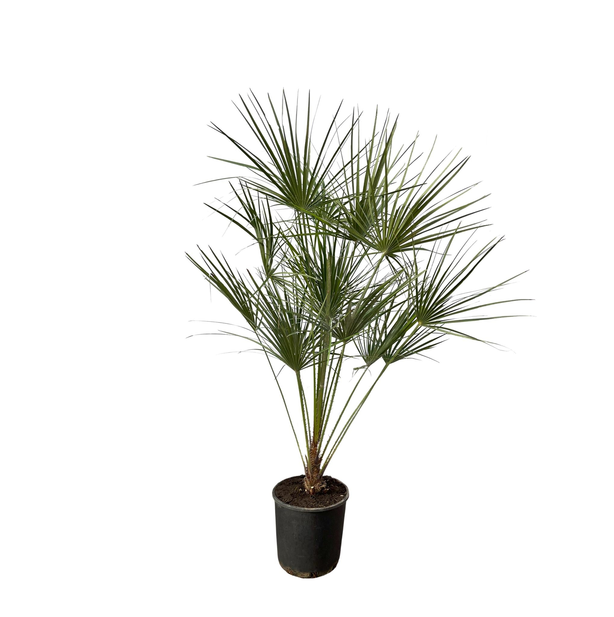 Zwergpalme auch Europäische Zwergpalme - Chamaerops Humilis - 160 cm - Ø28cm