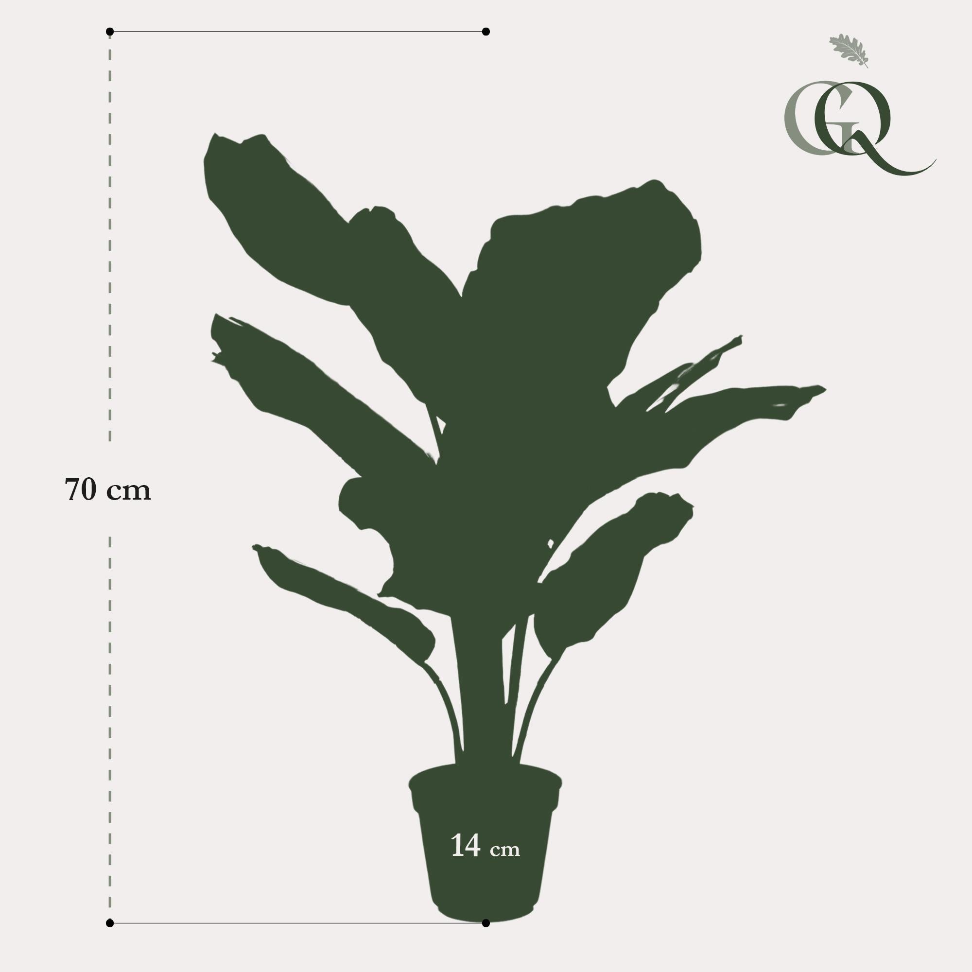 Kunstpflanze - Calathea Orbifolia - Schattigkeitspflanze - 60 cm