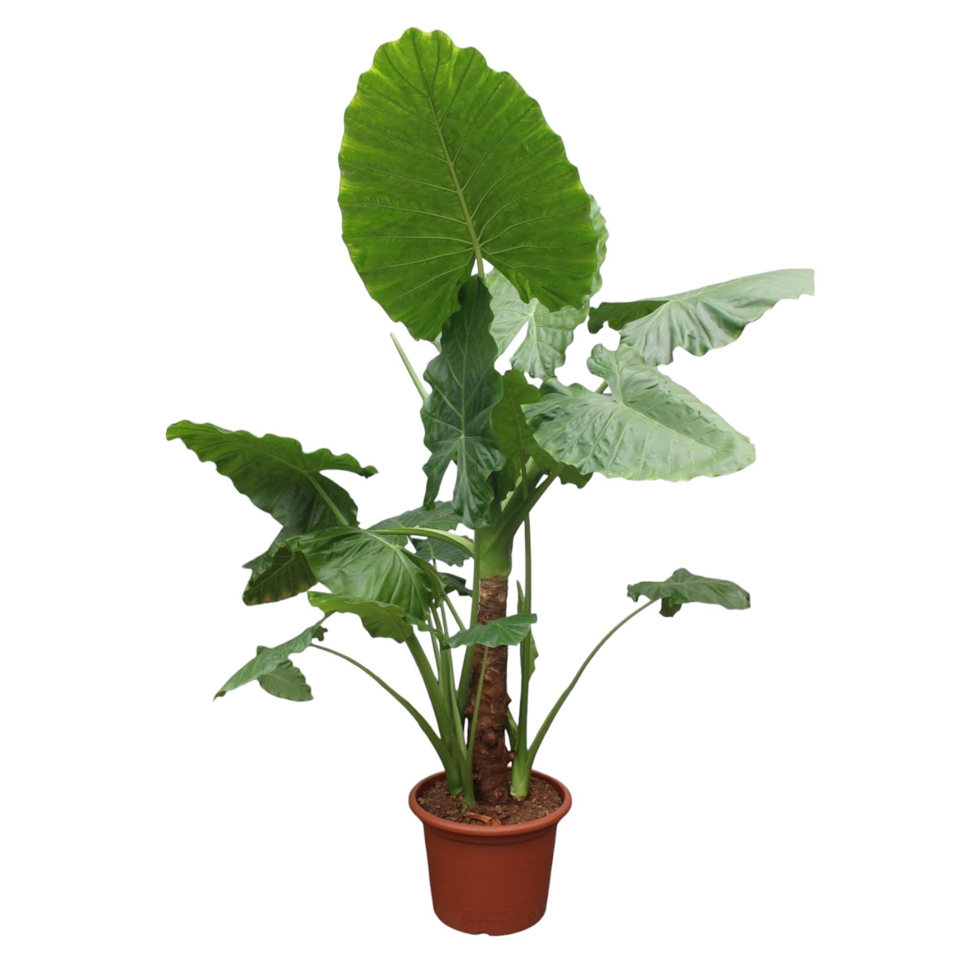 Elefantenohr - Alocasia Macrorrhiza - 250 cm - ø60