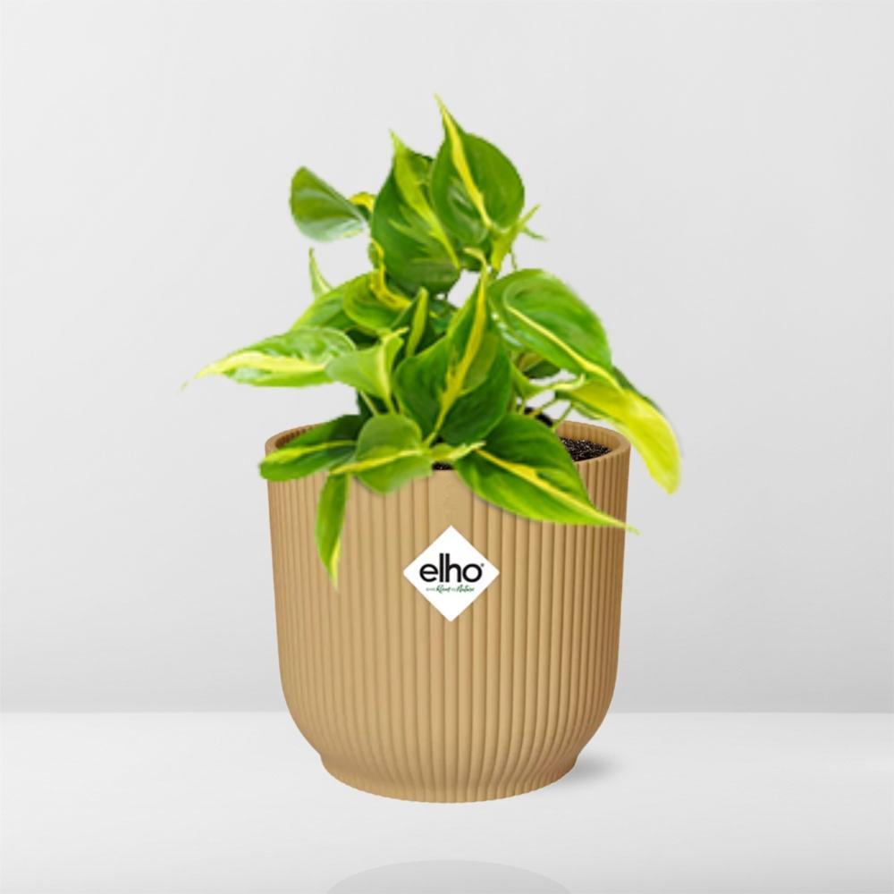 Herzblattphilodendron - Philodendron Scandens ‘Brasil’ in ELHO Vibes Fold 14cm geel Topf gelb