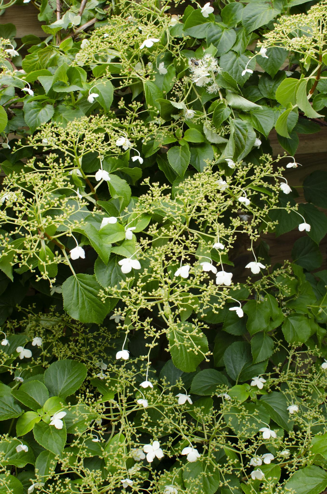 Hydrangea petiolaris - ↨65cm - Ø15  3 Stück