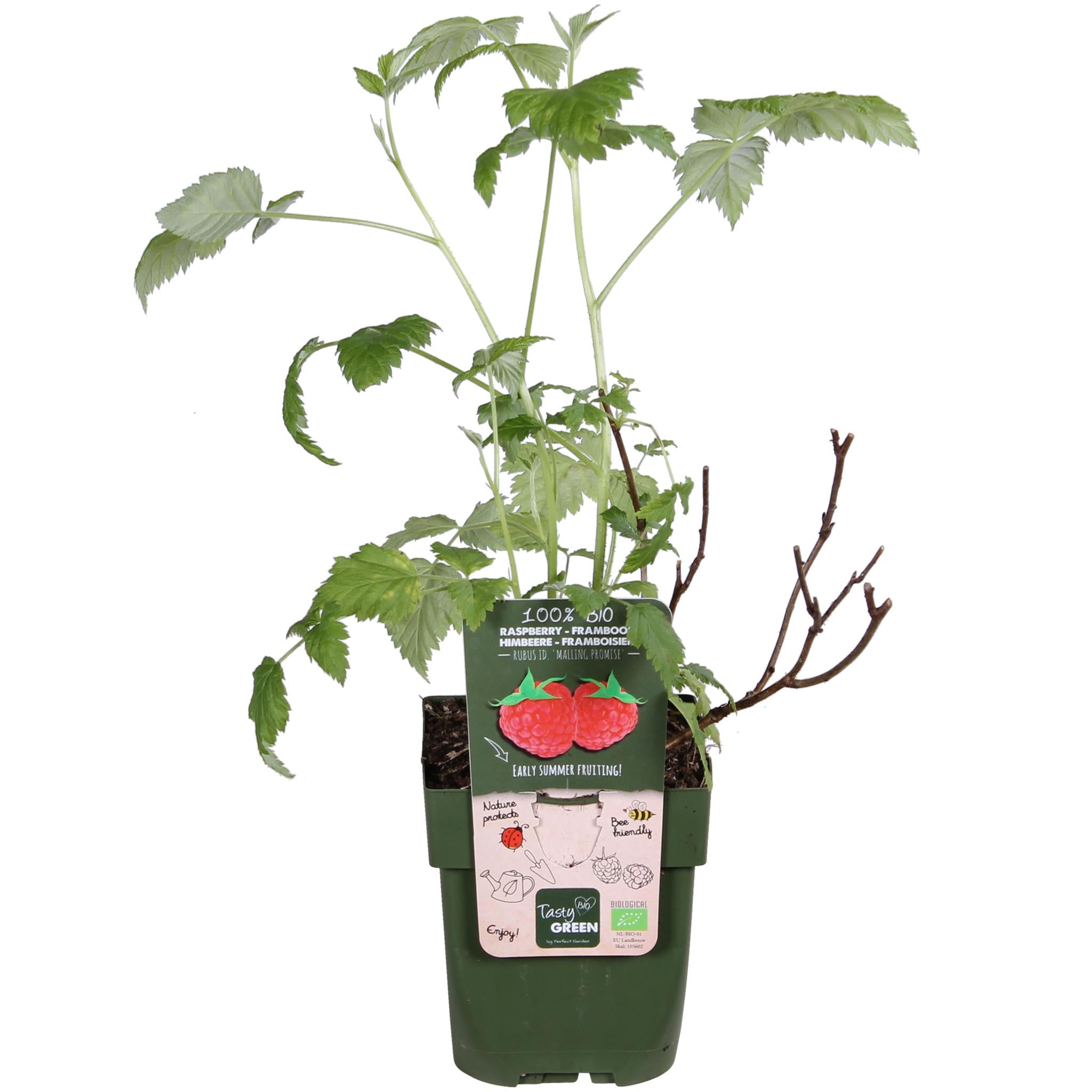 Himbeerstrauch - Rubus idaeus 'Malling Promise' - ↨45cm - Ø13