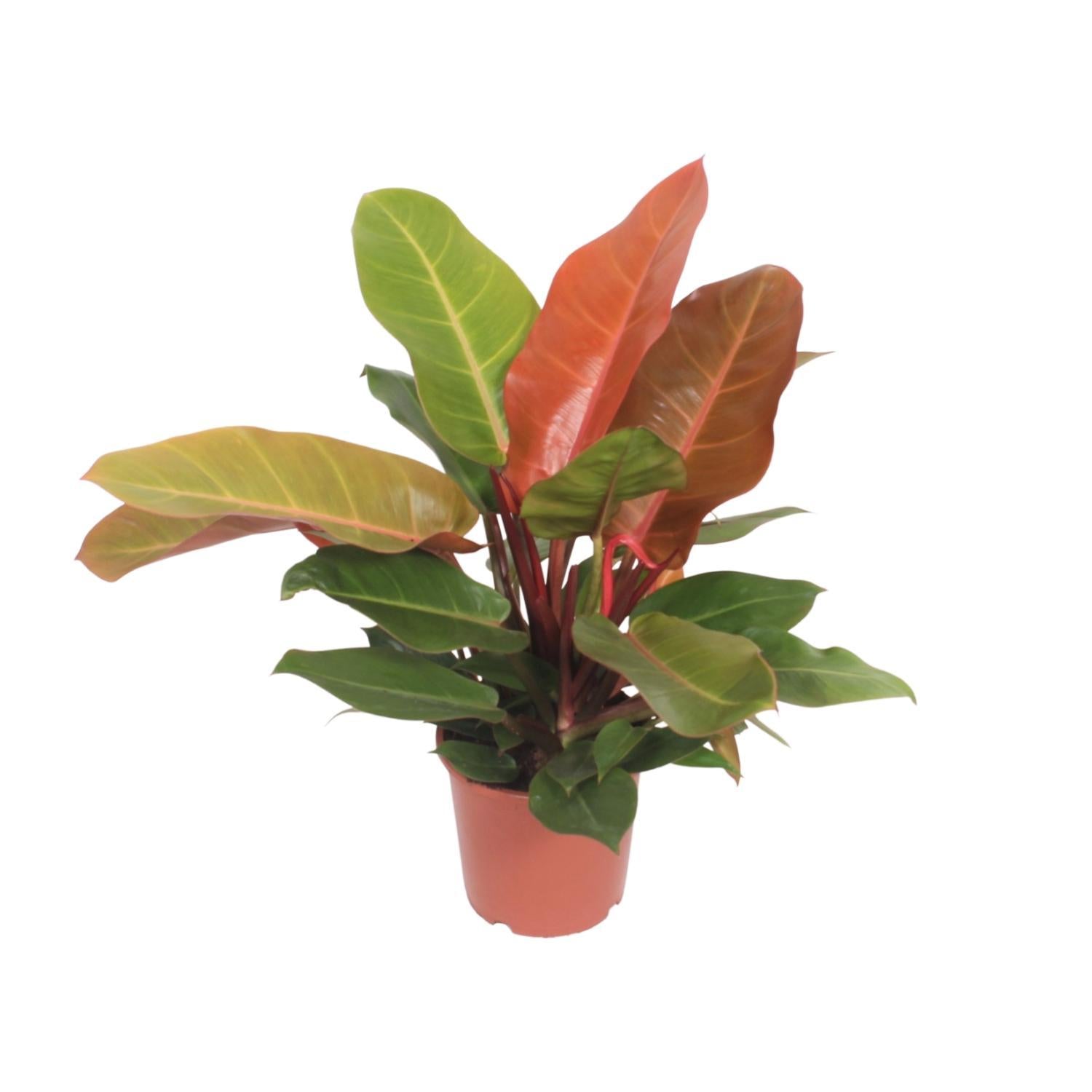 Philodendron Prins van Oranje - Ø17cm - ↕45cm