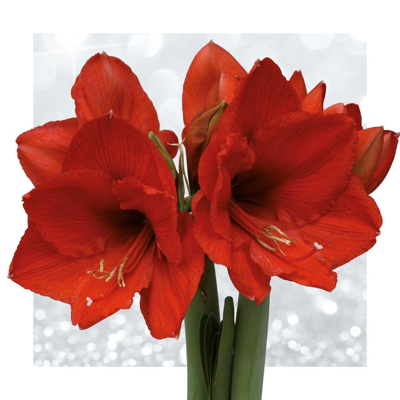 No Water Flowers® (wax amaryllis) | Giletz Bowtie (3 pack) + Red flower