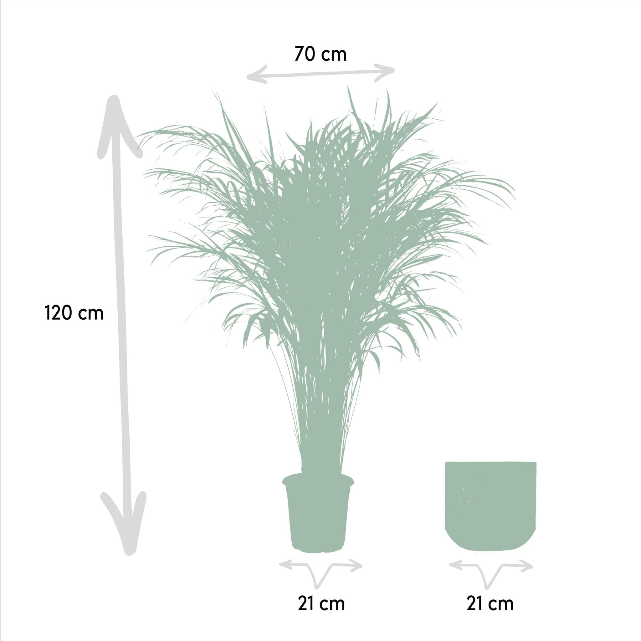 Arecapalme Dypsis lutescens mit Topf - ↨110cm - Ø21cm