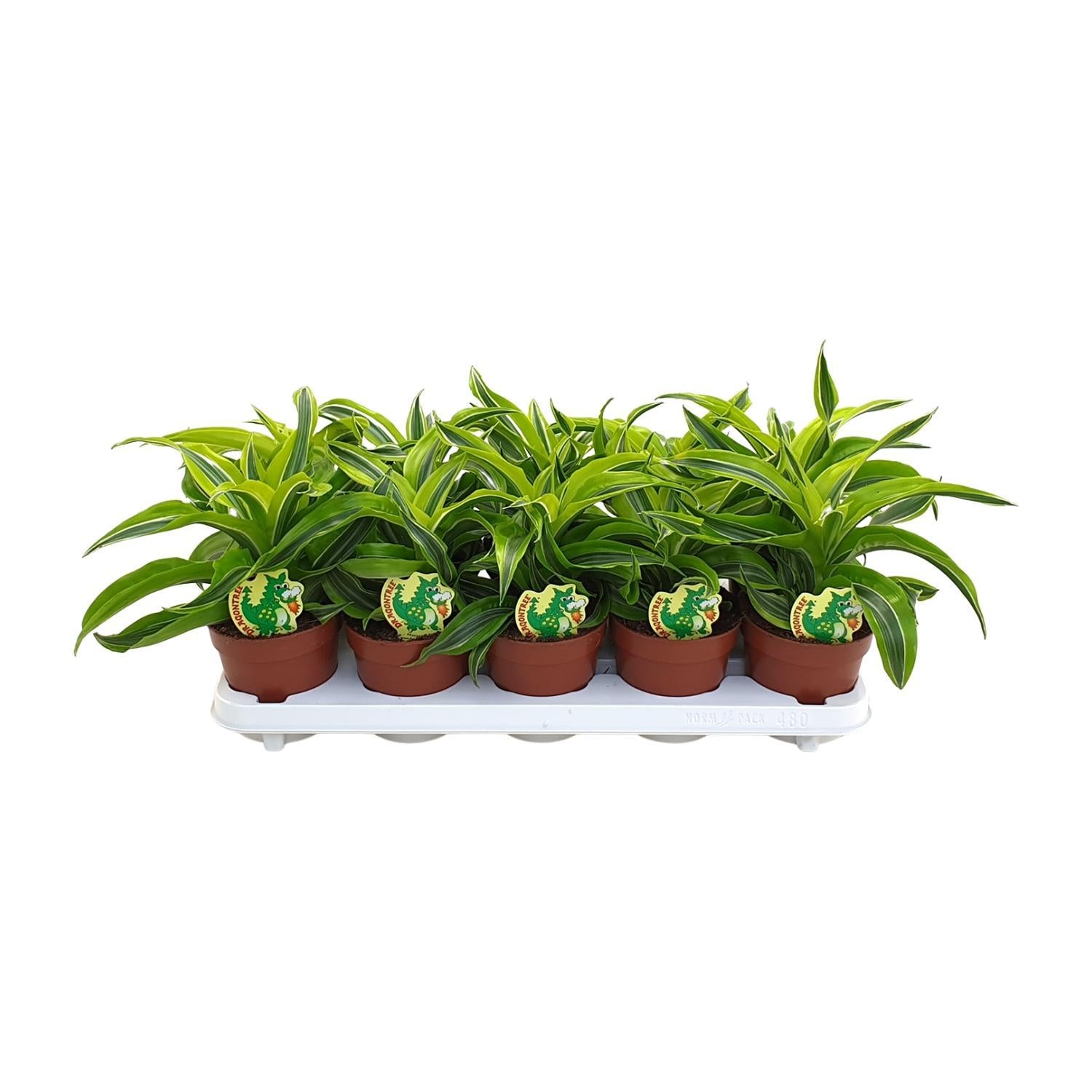 Dracaena Citroenverrassing - Ø12cm - ↕22cm