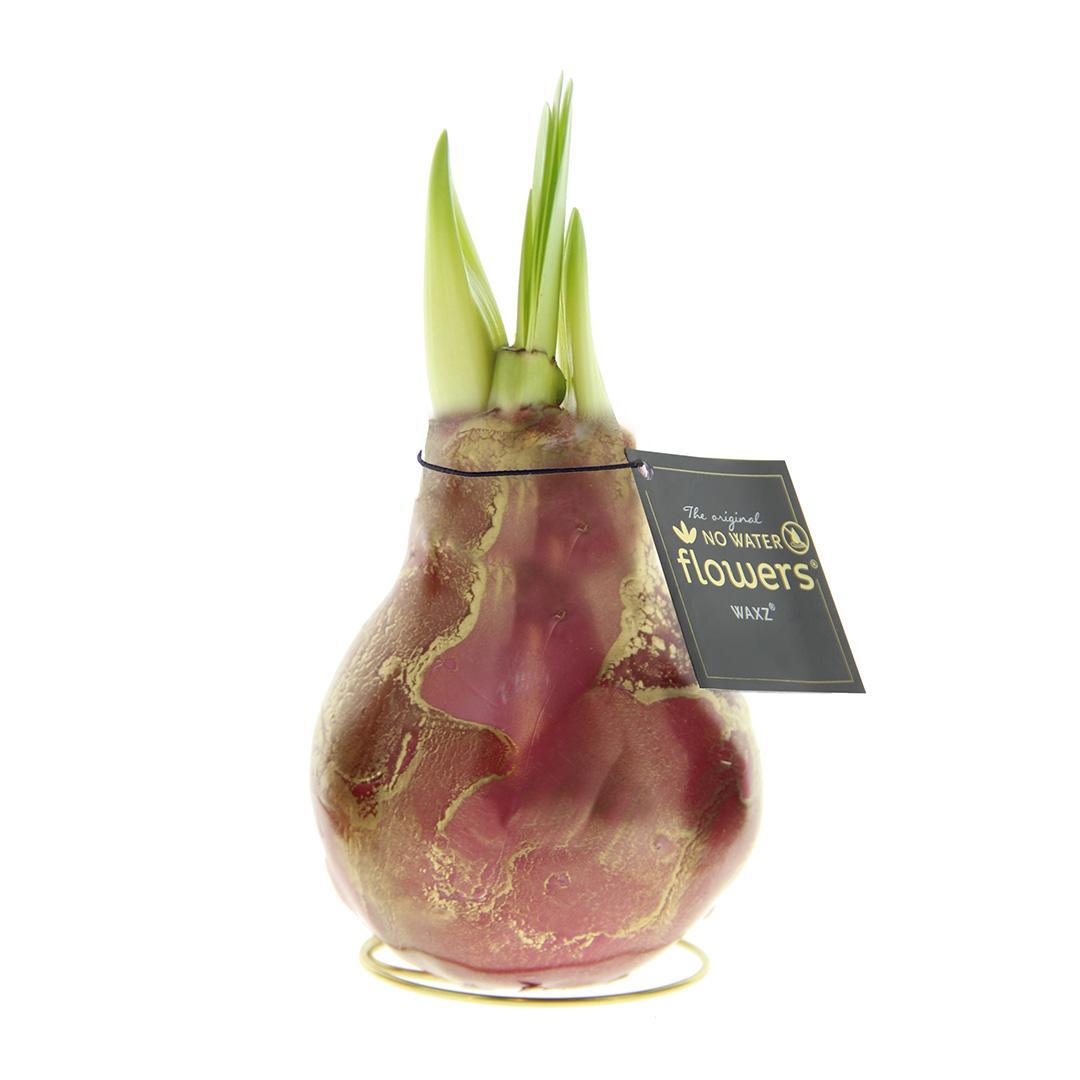 No Water Flowers® (wax amaryllis) | Univerz Jupiter - Bordeaux + Red flower