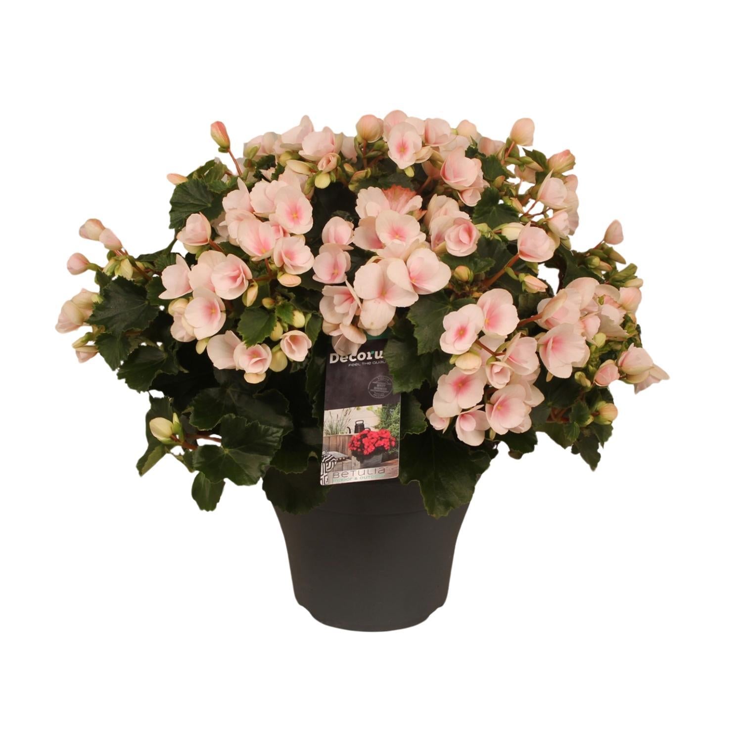 Begonia Betulia Rose Decorum