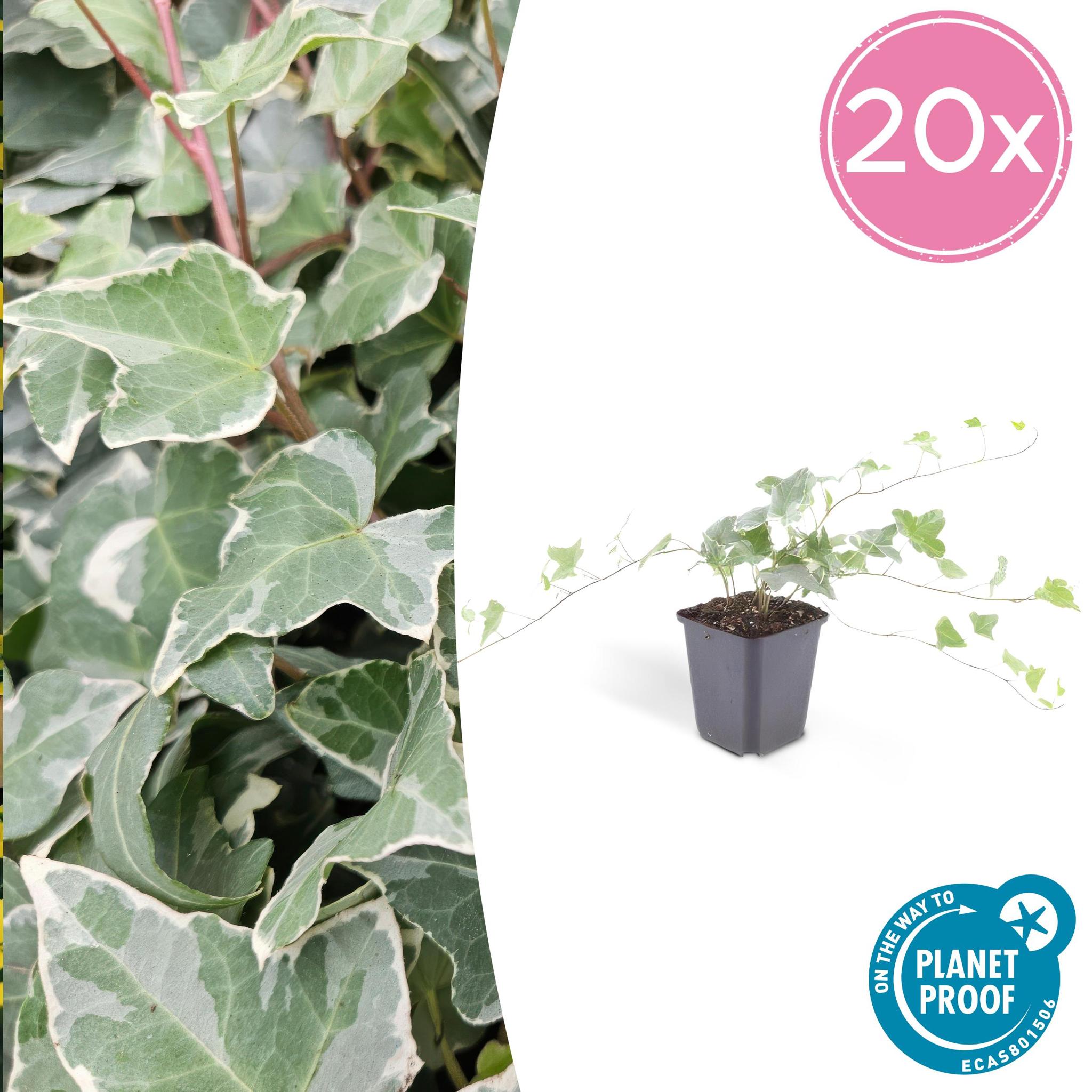 Efeu Glacier - Hedera Helix 'Glacier' - ↕25cm - Ø9cm - 6x - 20 Stück