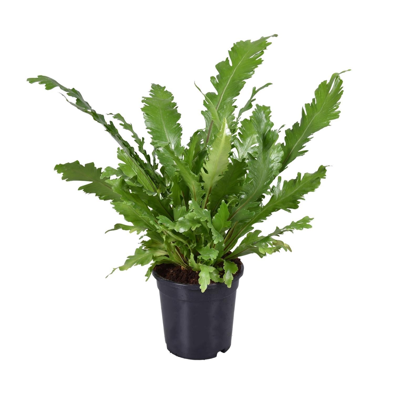 Vogelnestfarn - Asplenium Nidus - Ø17cm - ↕45cm