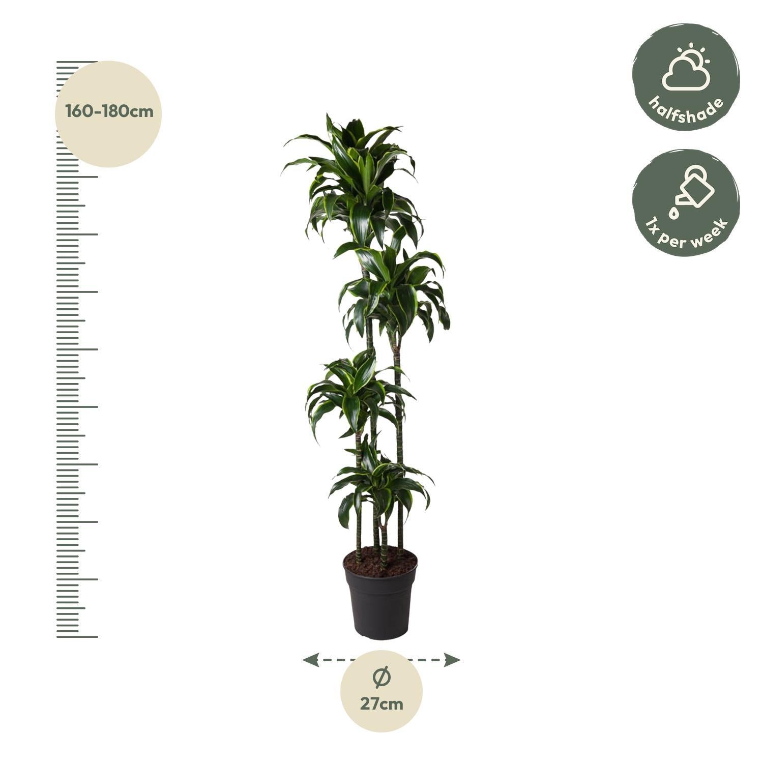 Drachenbaum - Dracaena Dorado - 170 cm - ø27