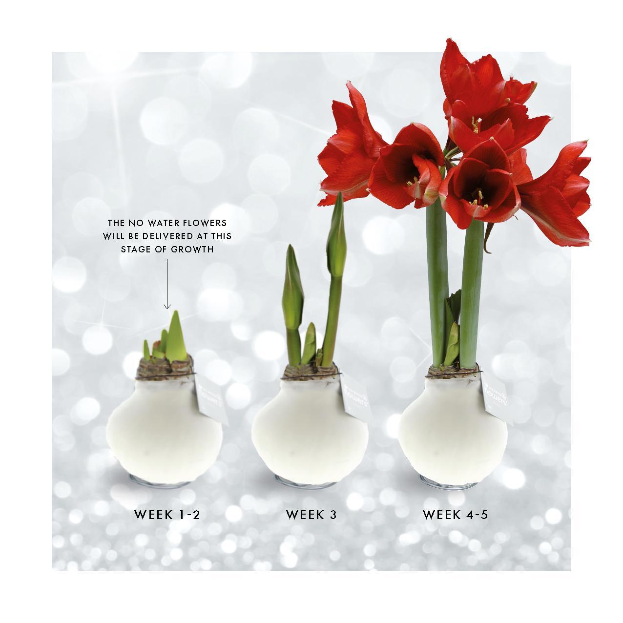 No Water Flowers® (wax amaryllis) | Glitterz® - Gold + Red flower