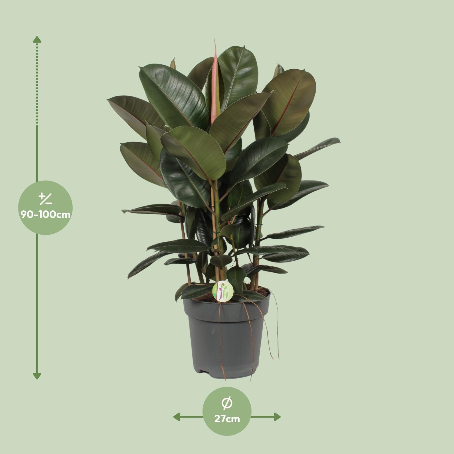 Gummibaum Ficus Robusta - Ø27cm - ↕90cm