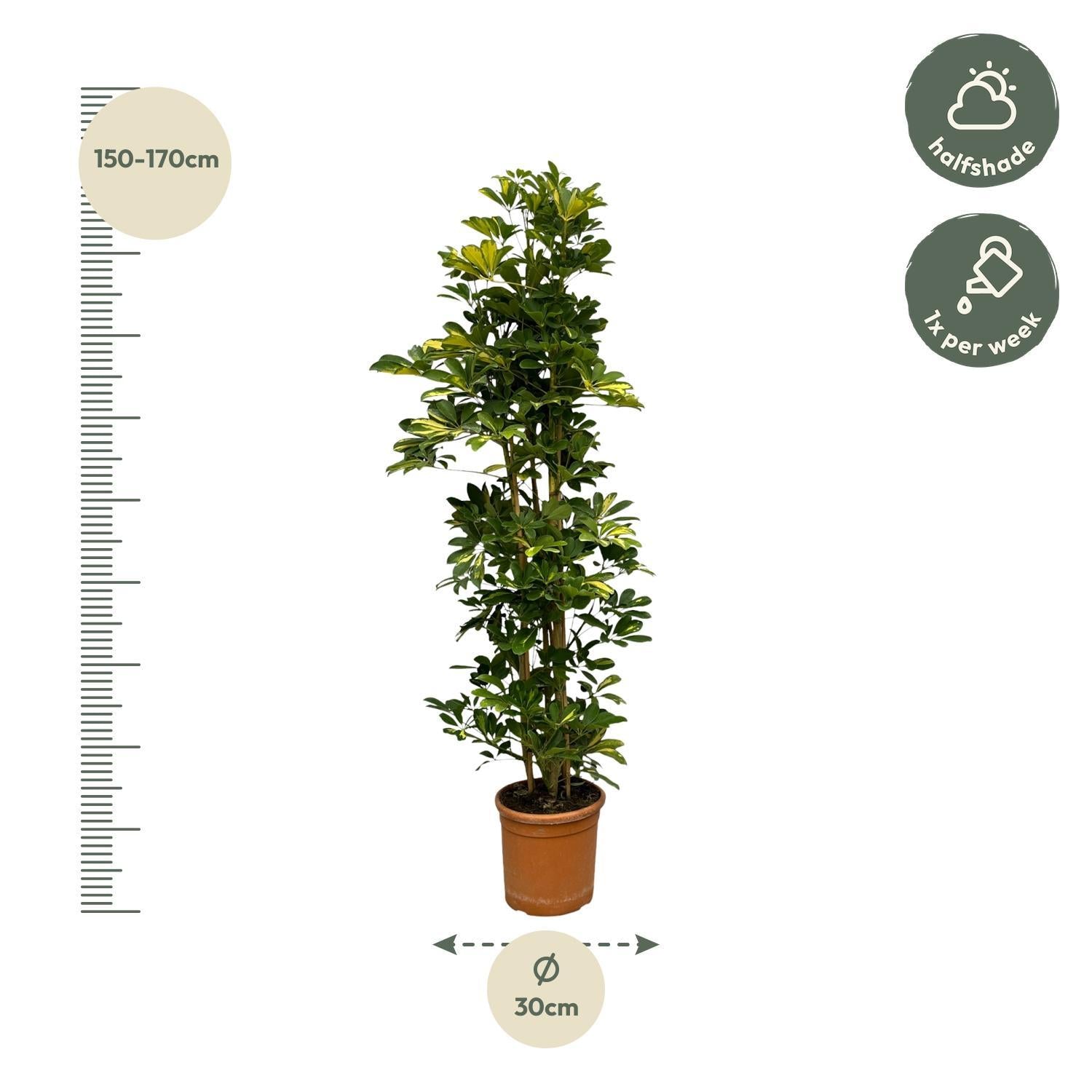 Schefflera Gold Capella Strauch - 160 cm - Ø30cm