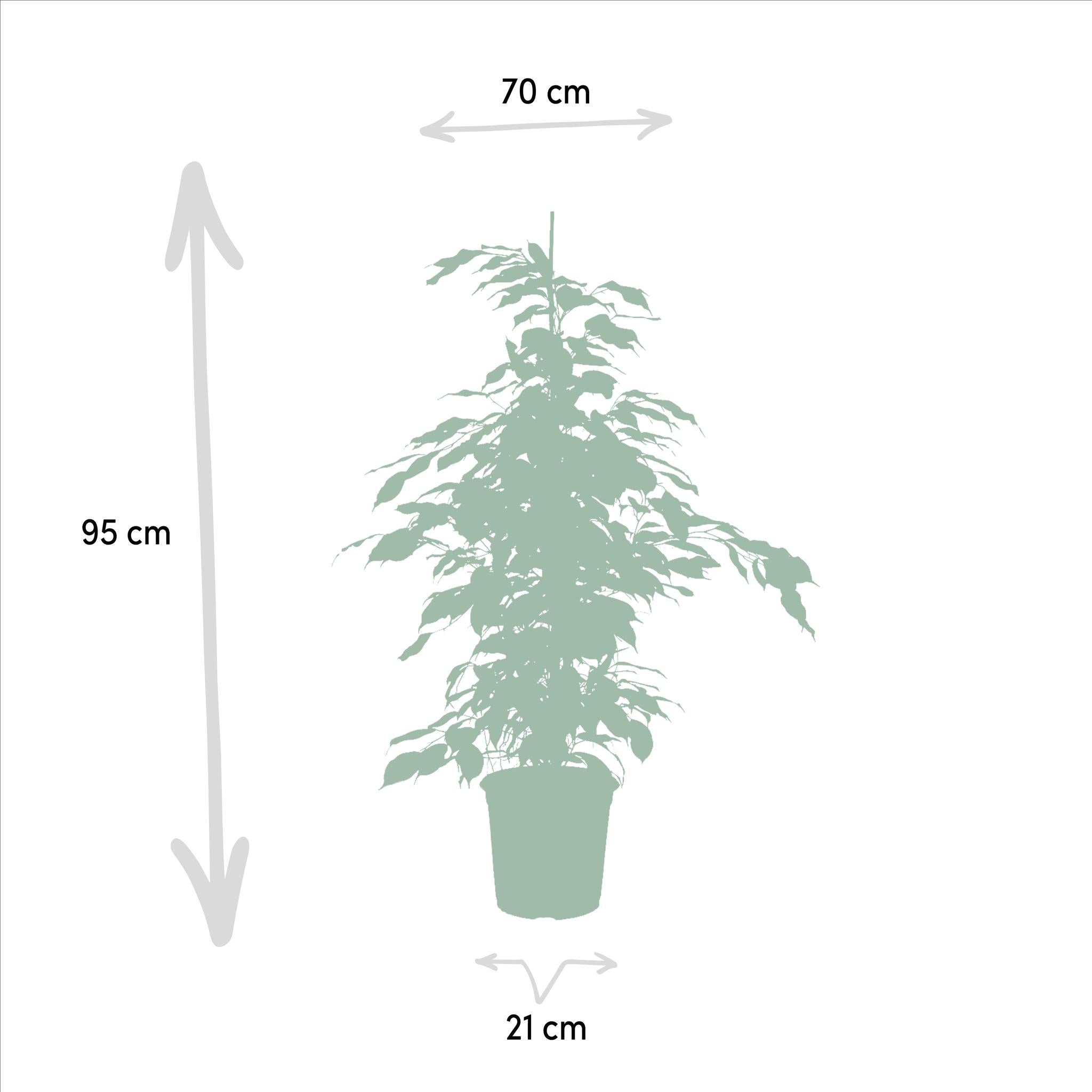 Birkenfeigen Mix - Ficus Benjamina Danielle - Ø21cm - ↕95cm + Ficus Benjamina Twilight - Ø21cm - ↕95cm + Ficus Microcarpa Moclame - Ø21cm - ↕95cm