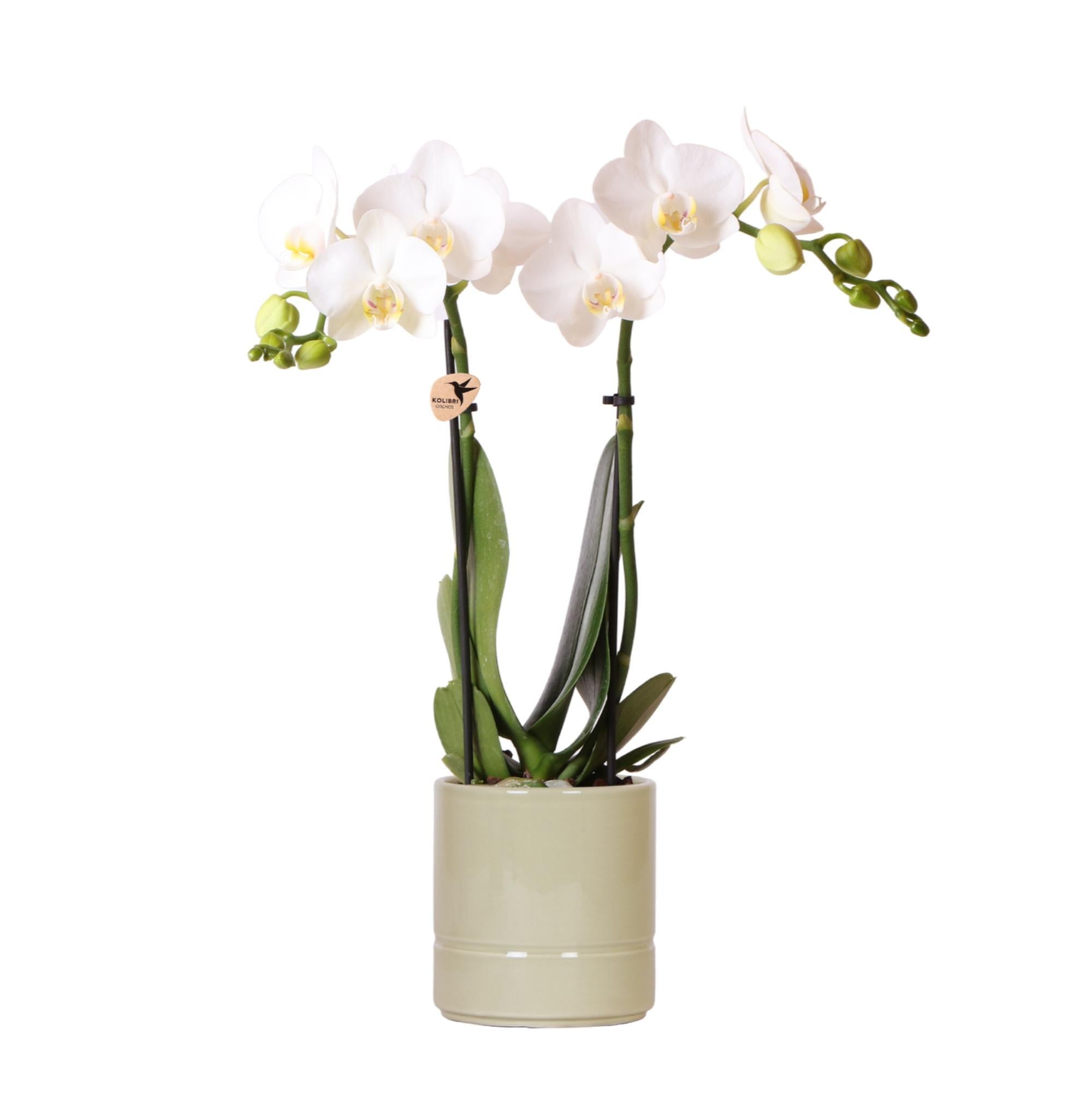 Orchidee weiße Phalaenopsis Orchidee - Amabilis + Pastelltopf grün- Topfgröße Ø9cm | blühende Zimmerpflanze - frisch vom Züchter