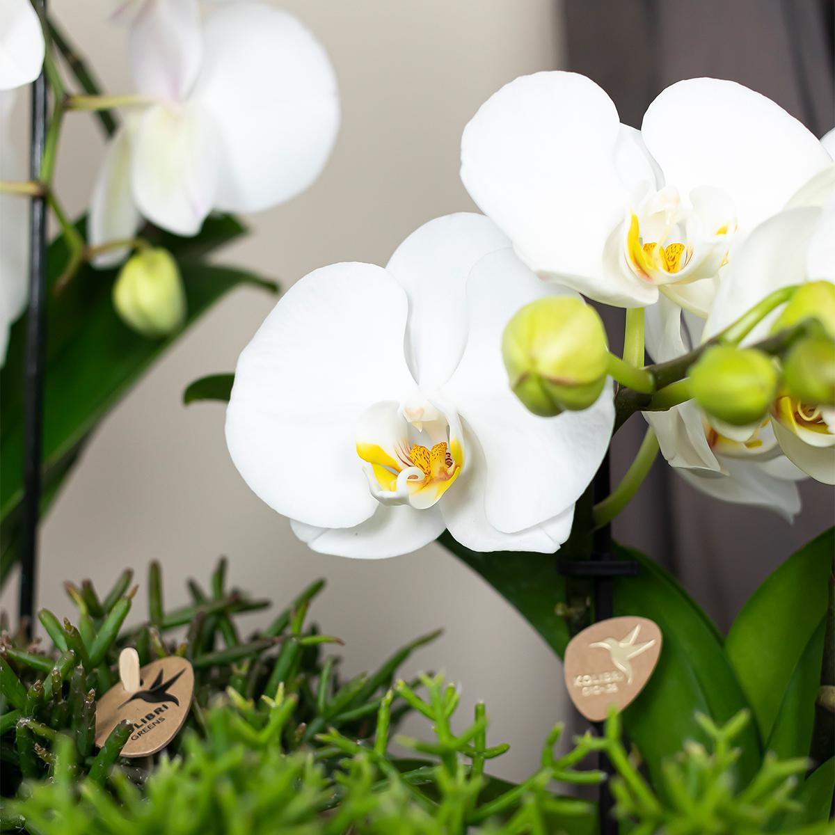 Orchidee weiße Phalaenopsis - Niagara Fall - Topfgröße Ø12cm | blühende Zimmerpflanze - frisch vom Züchter