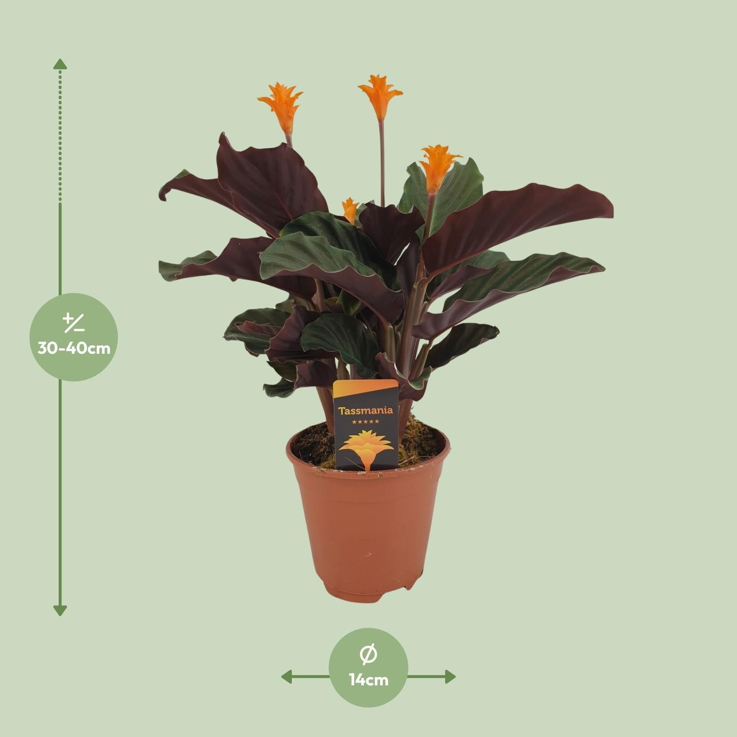 Flammendes Käthchen - Calathea Crocata - Ø14cm - ↕40cm