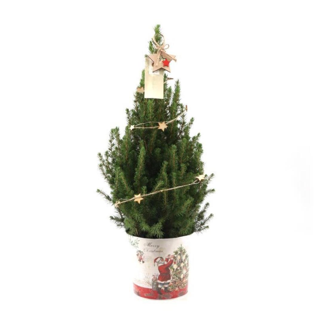 Kleiner Weihnachtsbaum in Weihnachten Topf - 70 cm - Picae Glauca Conica - inklusive Sternenbeleuchtung und Batterien