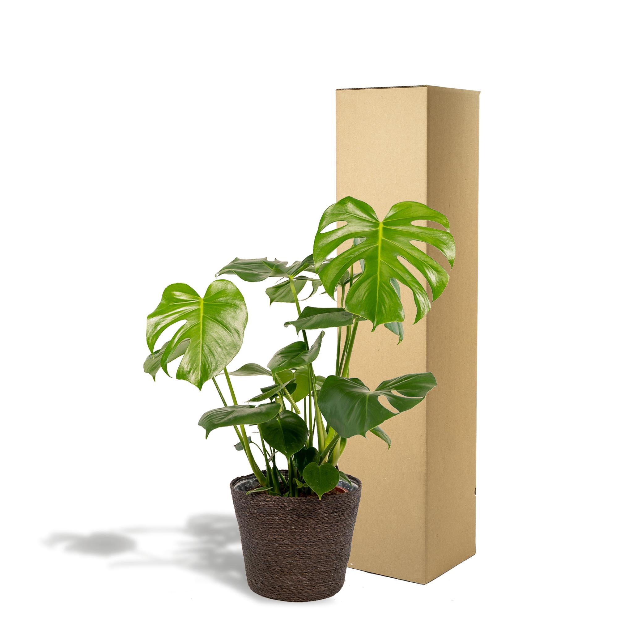 Monstera Deliciosa + Korb Igmar - ↨80cm - Ø21cm