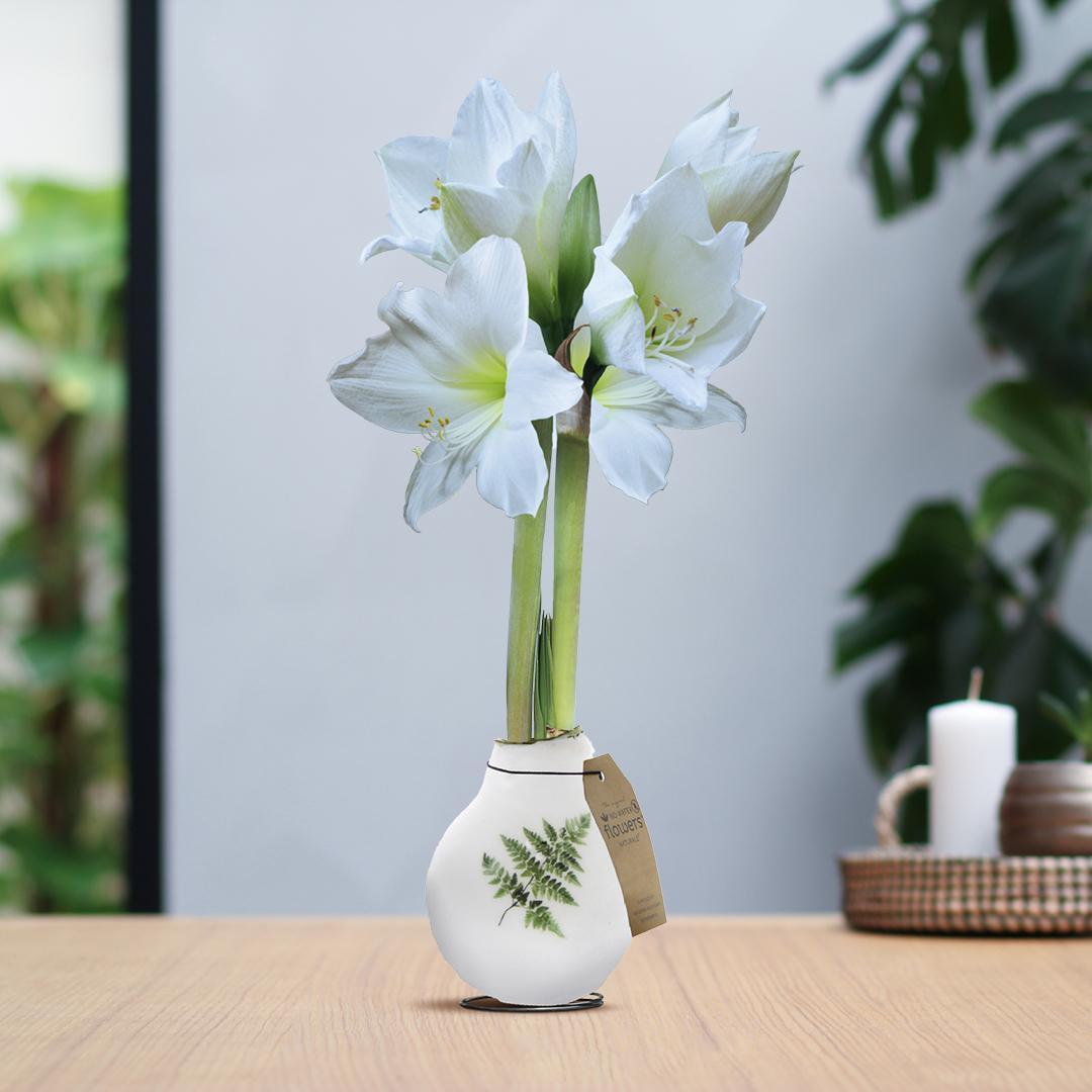 No Water Flowers® (wax amaryllis) | Naturalz Botanical - Fern + White flower