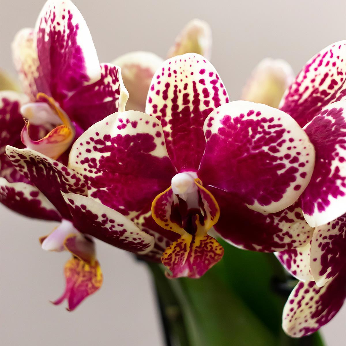 Orchidee - Set aus gelber roter Orchidee und Rhipsalis auf Goldtablett