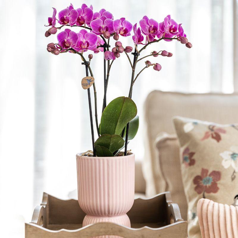 Orchidee - Set aus rosa gefleckter Orchidee und Sukkulente auf weißem Tablett - frisch vom Züchter