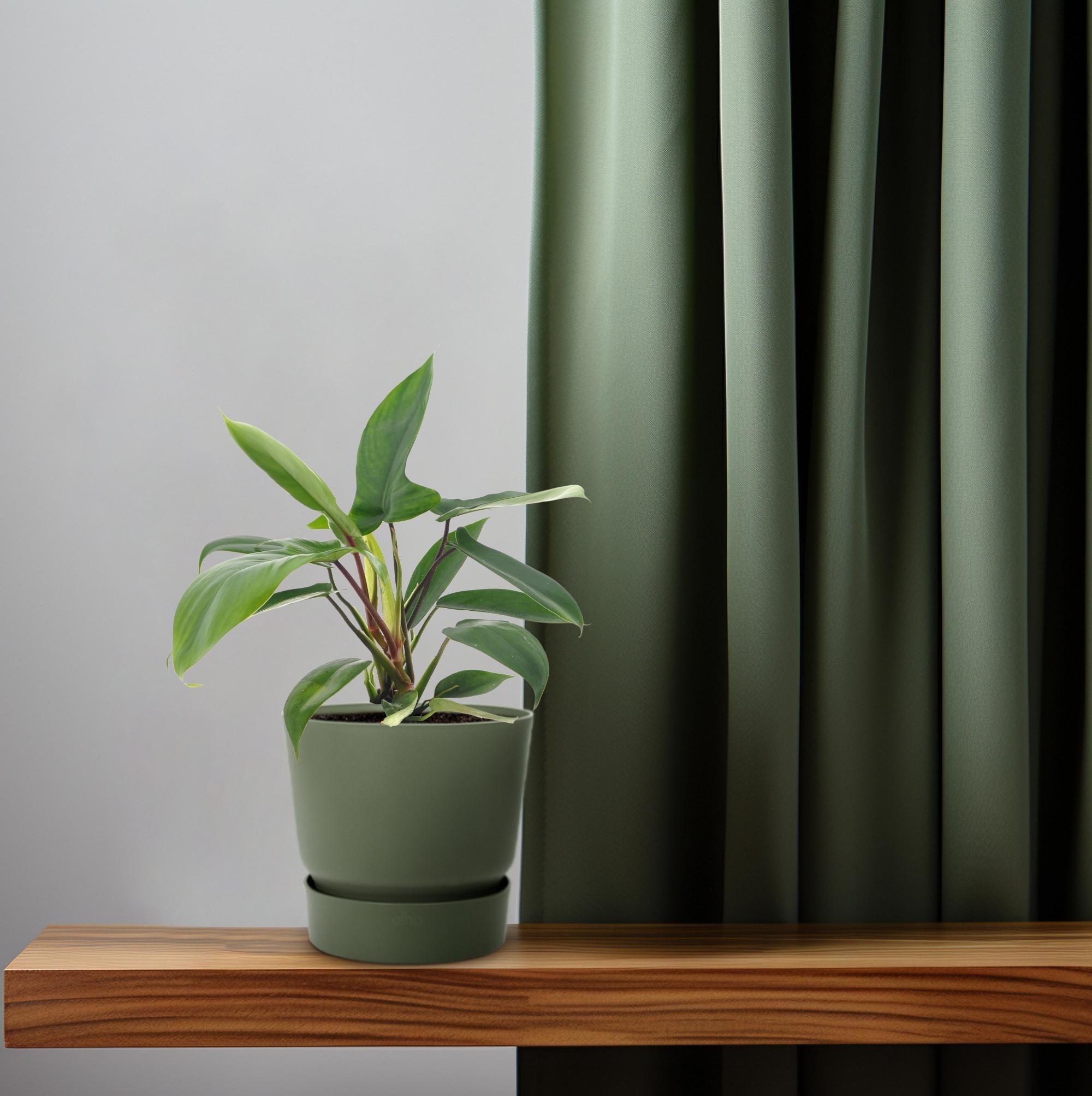 Philodendron Florida Green - Ø12cm - ↕25cm