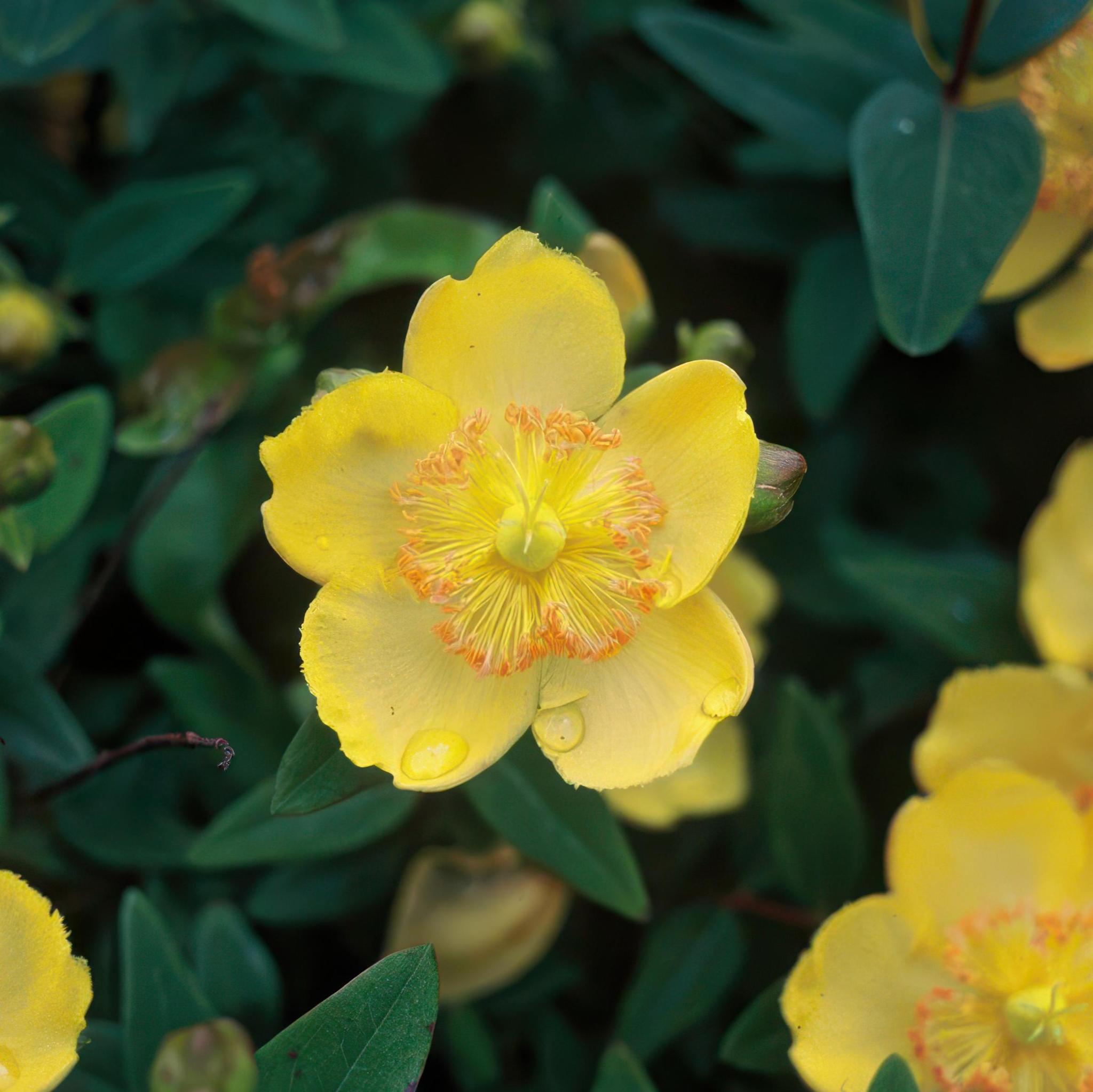 Johanniskraut - Hypericum calycinum - ↕10-25cm - Ø9cm - 12 Stück