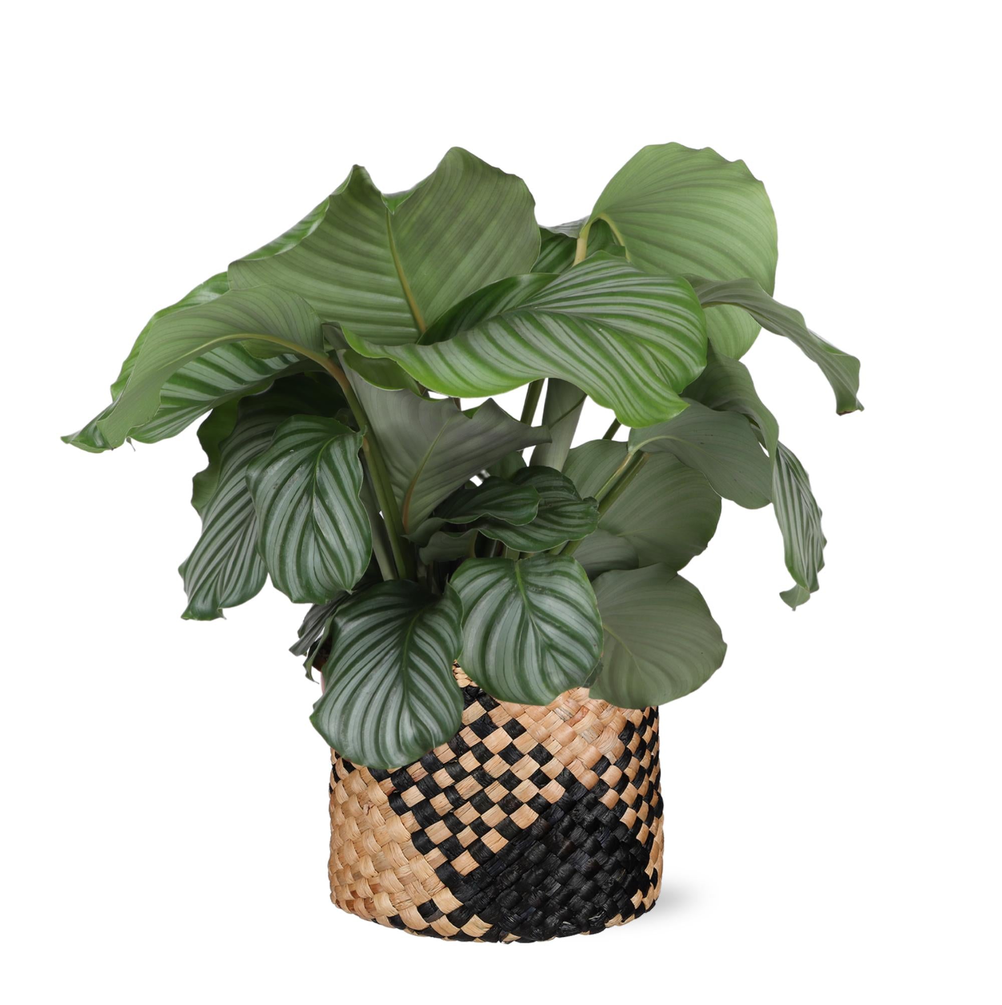 Gebetspflanze -  Calathea Orbifolia - Ø21cm - ↕70cm in Albury BLACK Topf braun schwarz