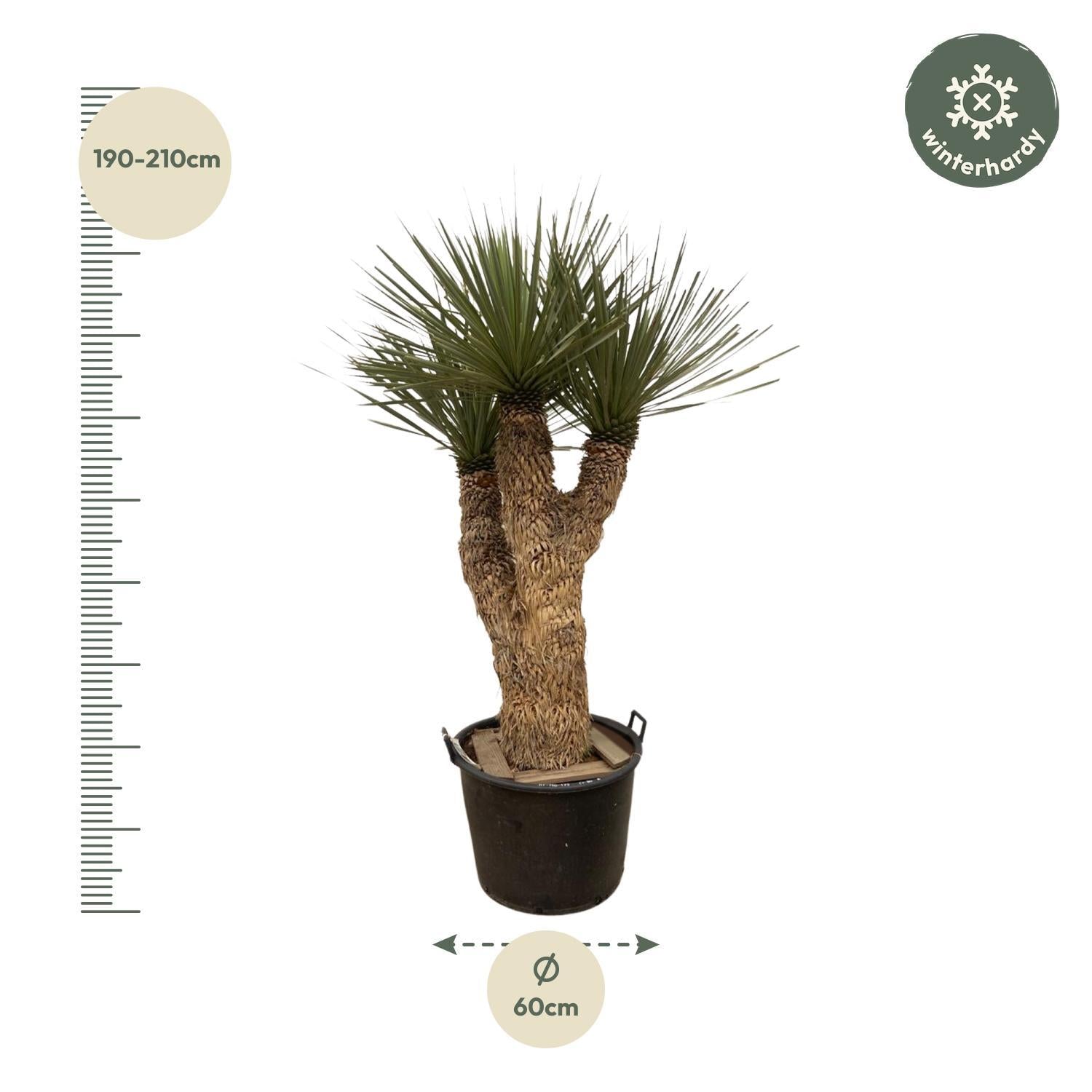 Yucca Rostrata Hidra - 200 cm - ø60