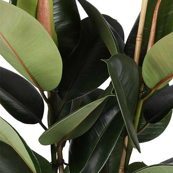 Gummibaum Ficus Elastica Robusta Ø24cm - ↕110cm in Boule Topf Taube