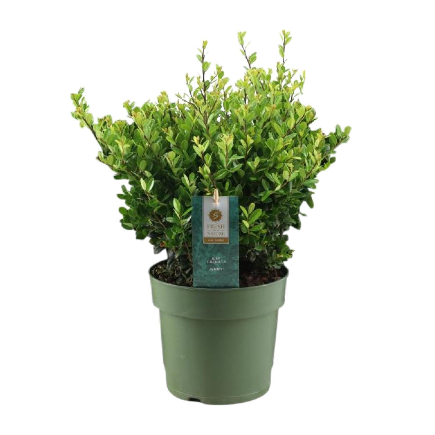 Japanische Stechpalme - Ilex Crenata 'Jenny'®  - P17 - Ø17cm - ↕35cm