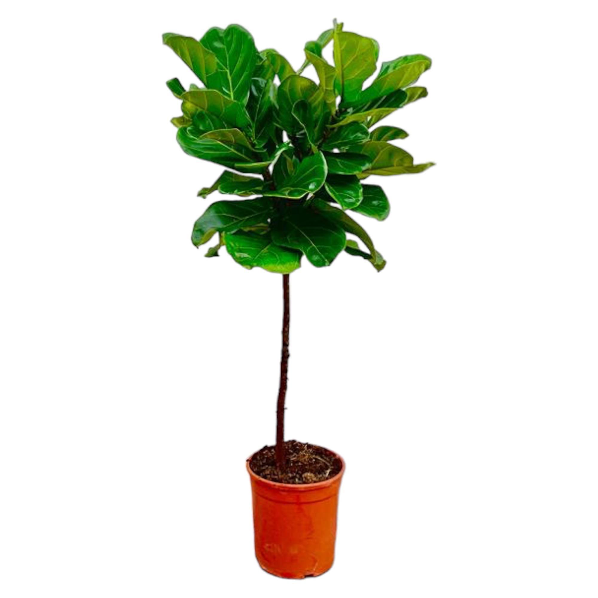 Ficus Lyrata stengel - 130 cm - ø24