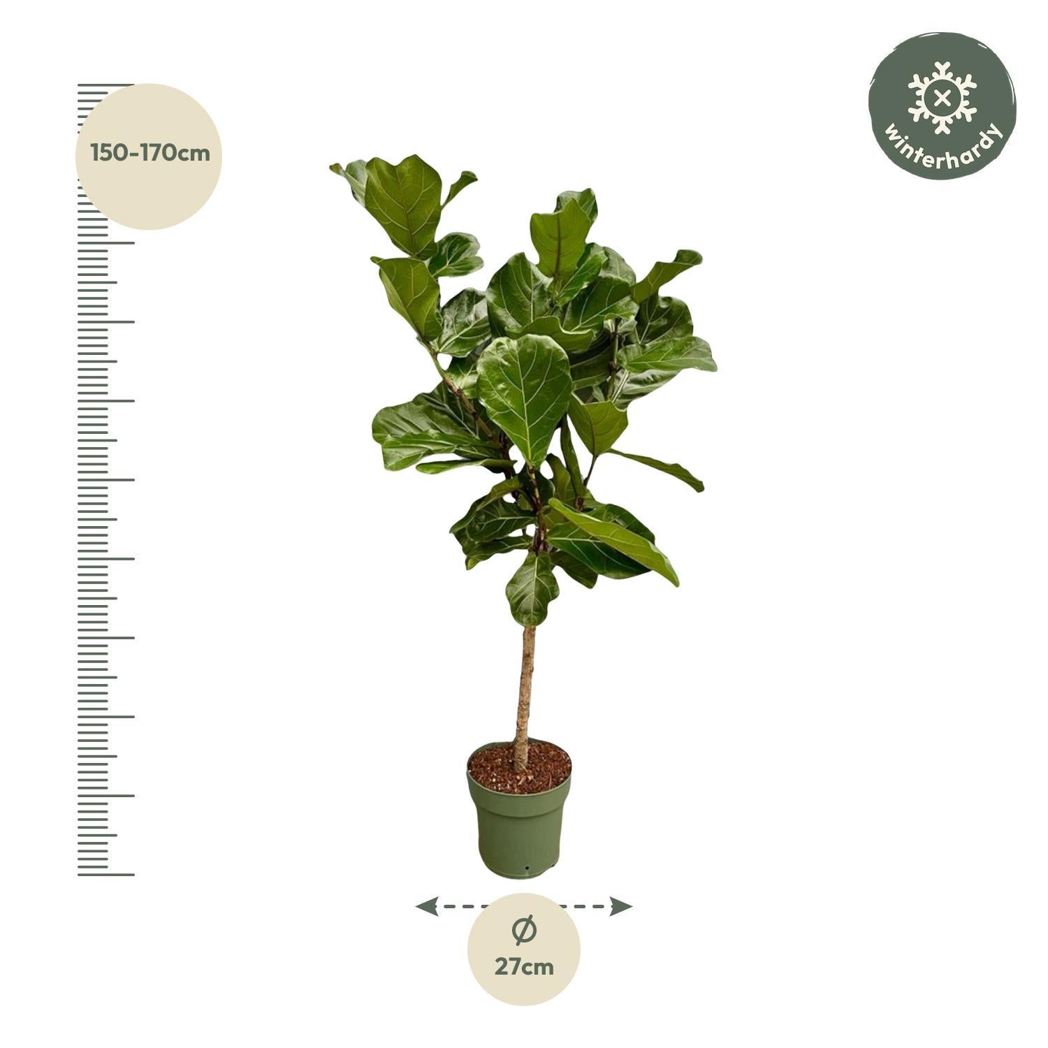 Geigenfeige - Ficus Lyrata Baum  - 160 cm - Ø27