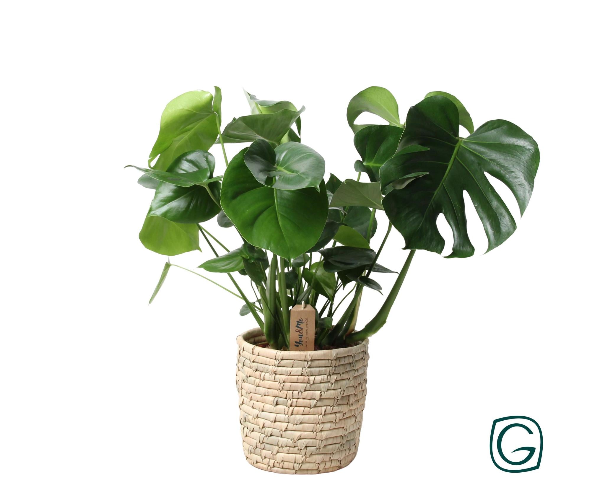 Monstera In Mand Palmblad - Ø21cm - ↕60cm