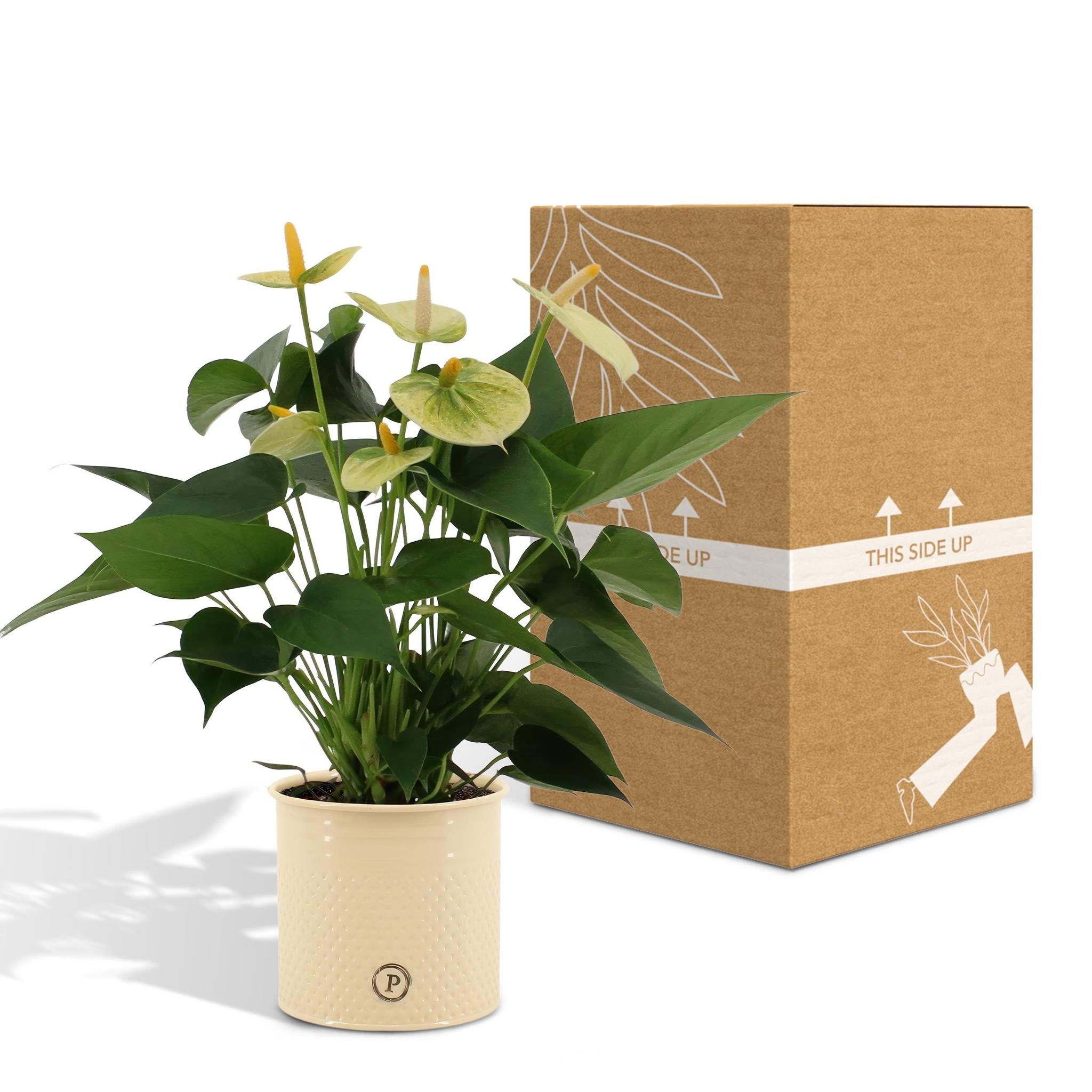 Anthurium andreanum Vanilla incl. PURE Zinktopf - 45cm - Ø12