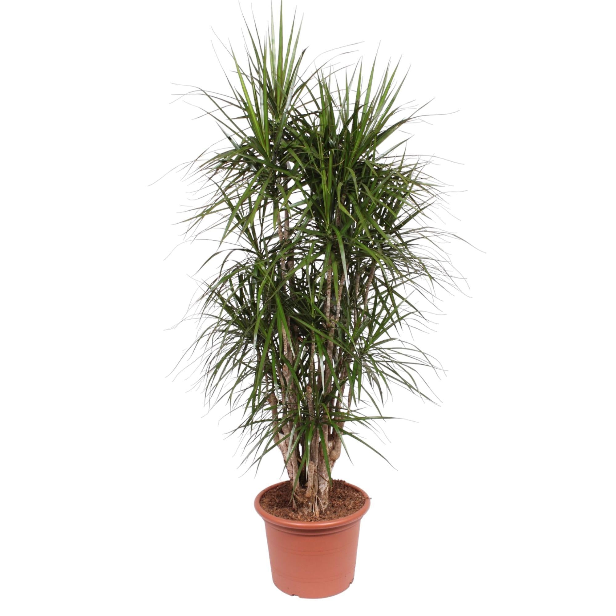 Drachenbaum Marginata - Dracaena Marginata verzweigt- 190 cm - ø45