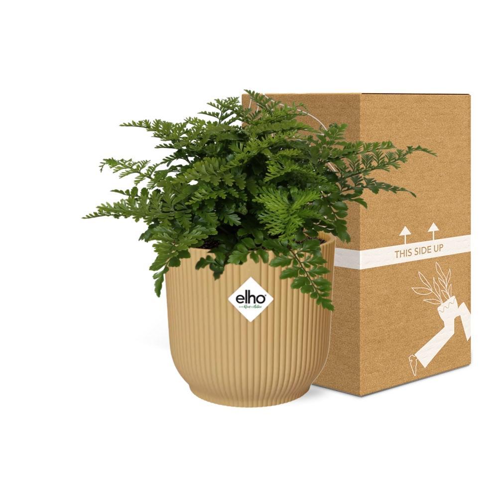 Vogelnestfarn - Asplenium Parvati in ELHO Vibes Fold 14cm Topf gelb