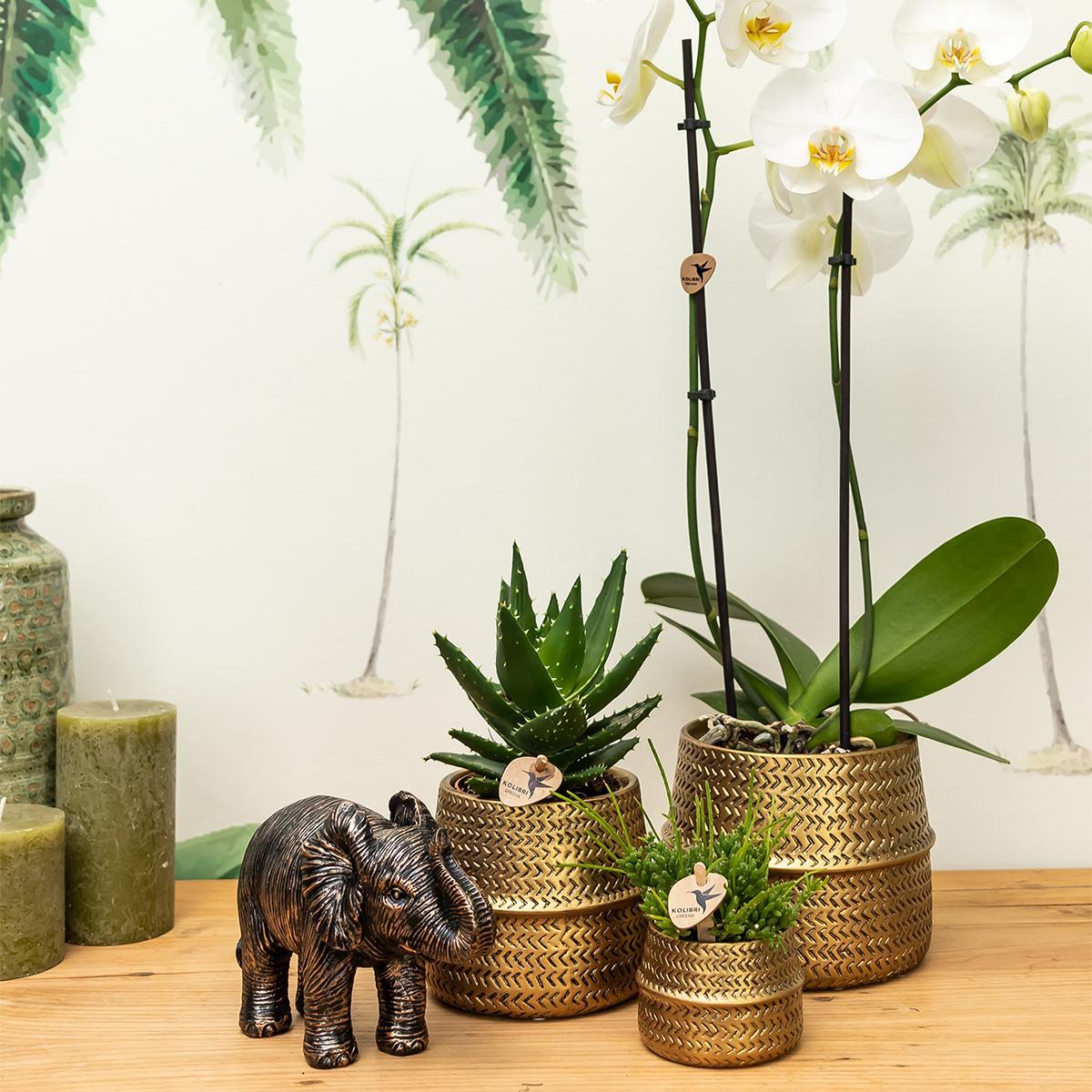 Orchidee Pflanzenset Groove gold | Set mit weißer Phalaenopsis Orchidee Amabilis Ø9cm und grüner Sukkulente Aloe Brevifolia Ø6cm | inkl. goldenen Keramik-Ziertöpfen