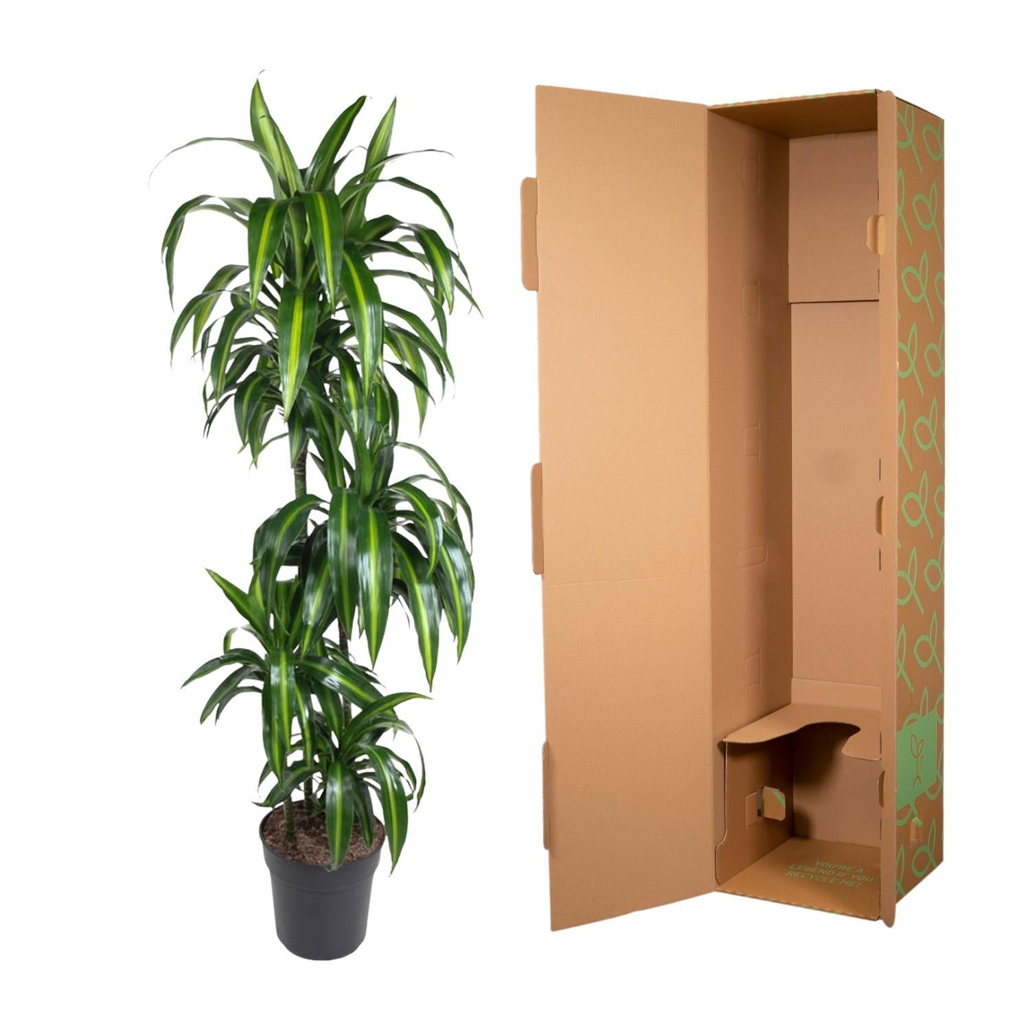 Drachenbaum Hawai auch hawaiianische Ti-Pflanze - Dracaena Hawaiiana - 160 cm - ø24