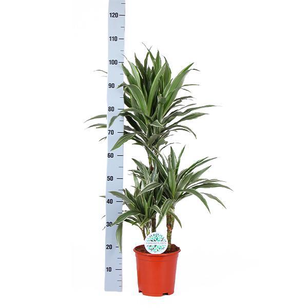 Drachenbaum Warneckei - Dracaena Warneckii Ø21cm - ↕65cm