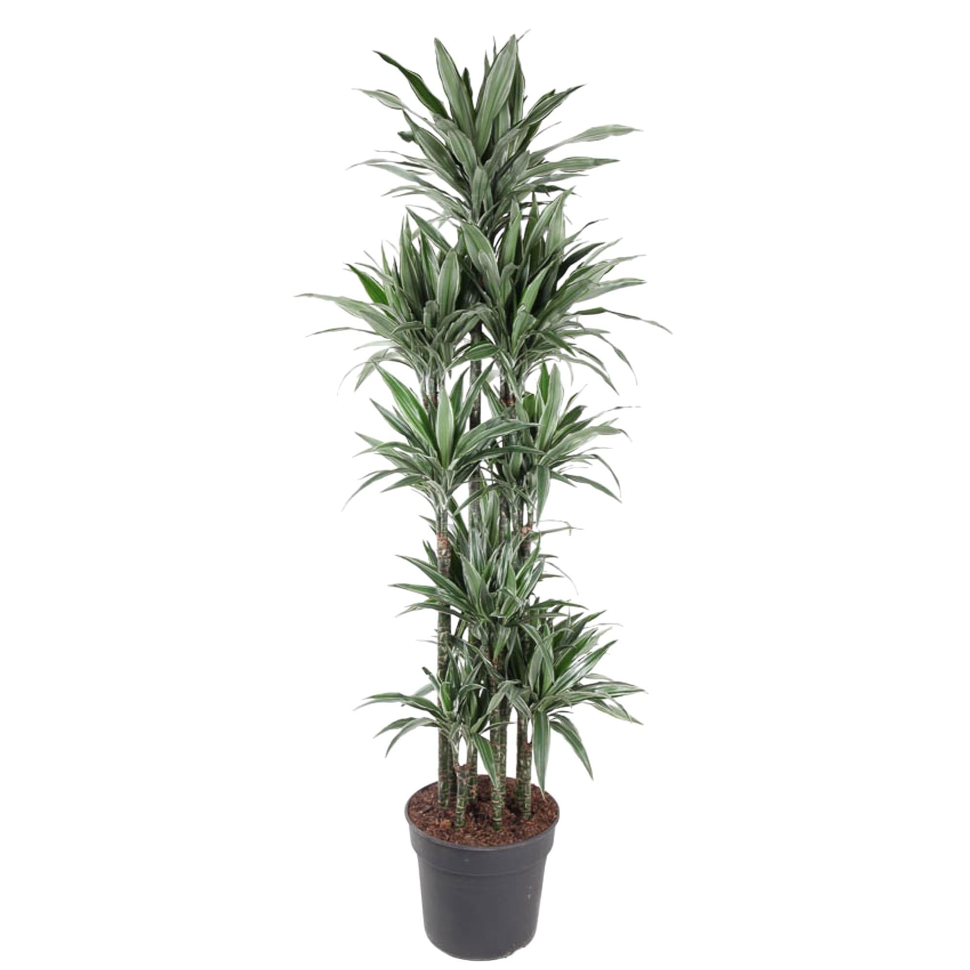 Drachenbaum Warneckei - Dracaena Warneckei Carrousel - 210 cm - ø41