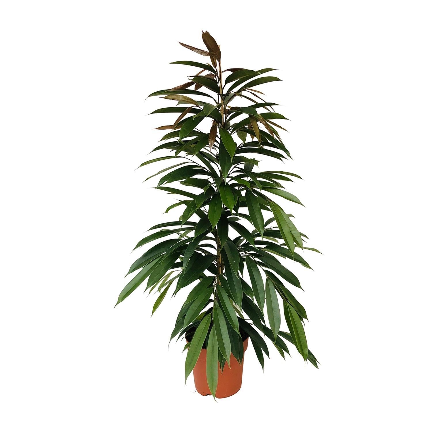 Gummibaum Ficus Binnendijkii Amstel King Ø21cm - ↕95cm