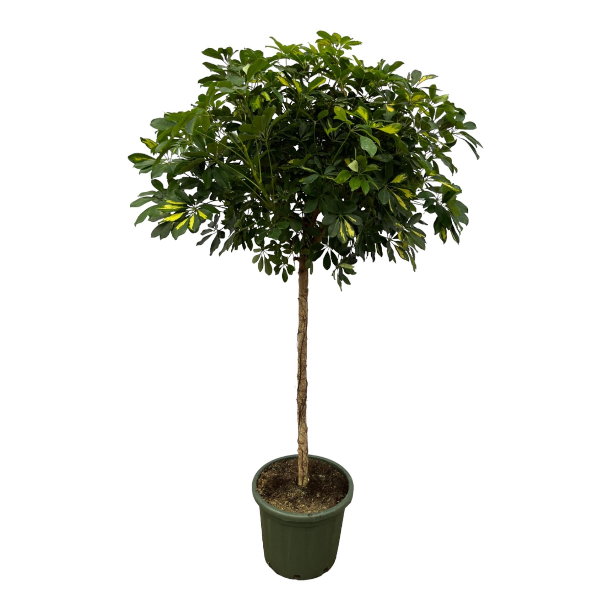 Schefflera Gold Capella steel - 180 cm - Ø45cm