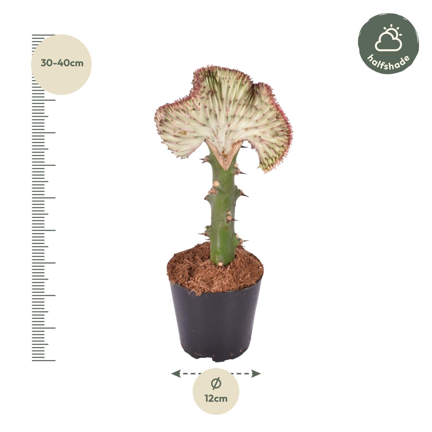 Korallenkaktus Euphorbia lactea Cristata rot - 35 cm - ø12