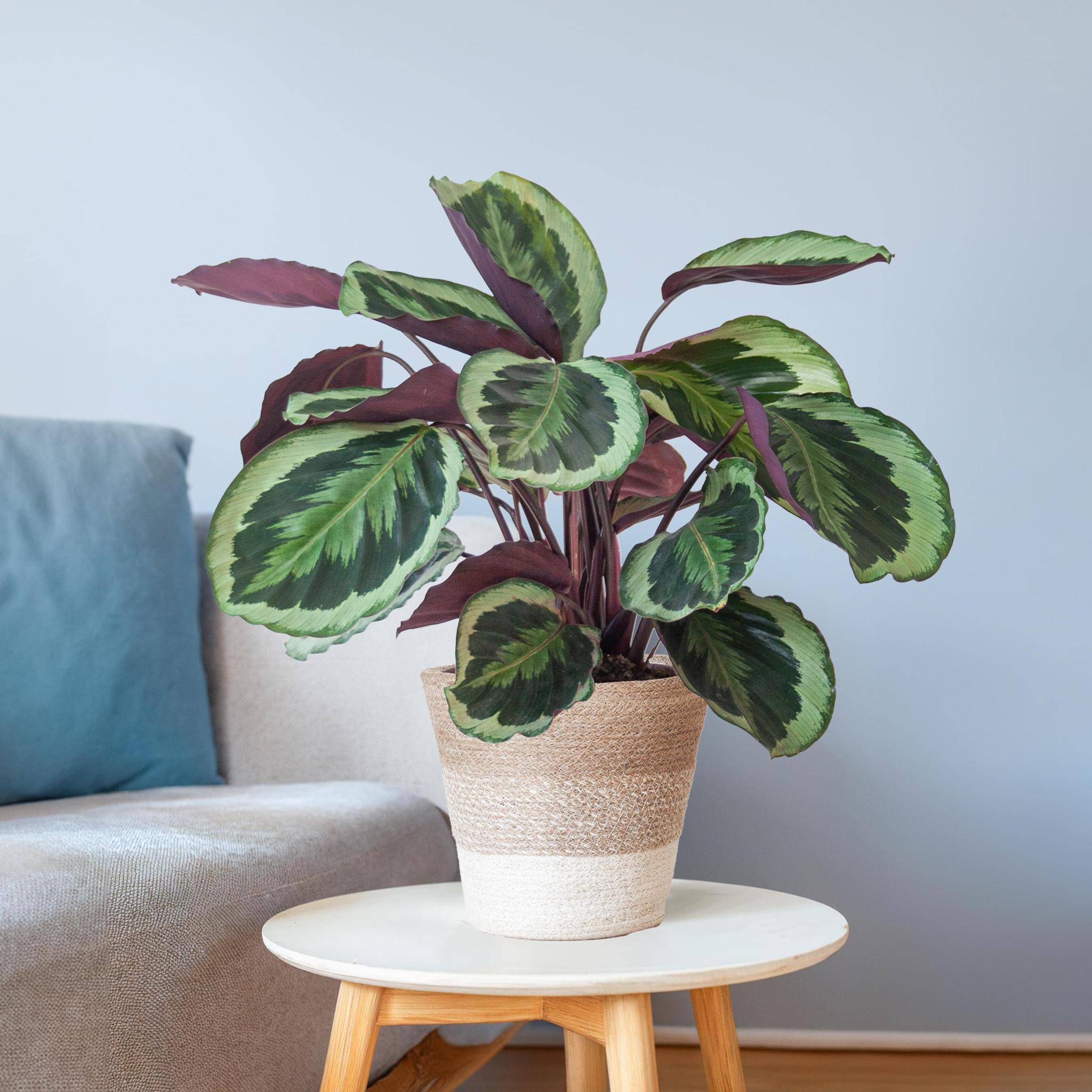 Pfauenpflanze - Calathea Medaillon mit weißem Lissabon-Korb - 65cm - Ø19