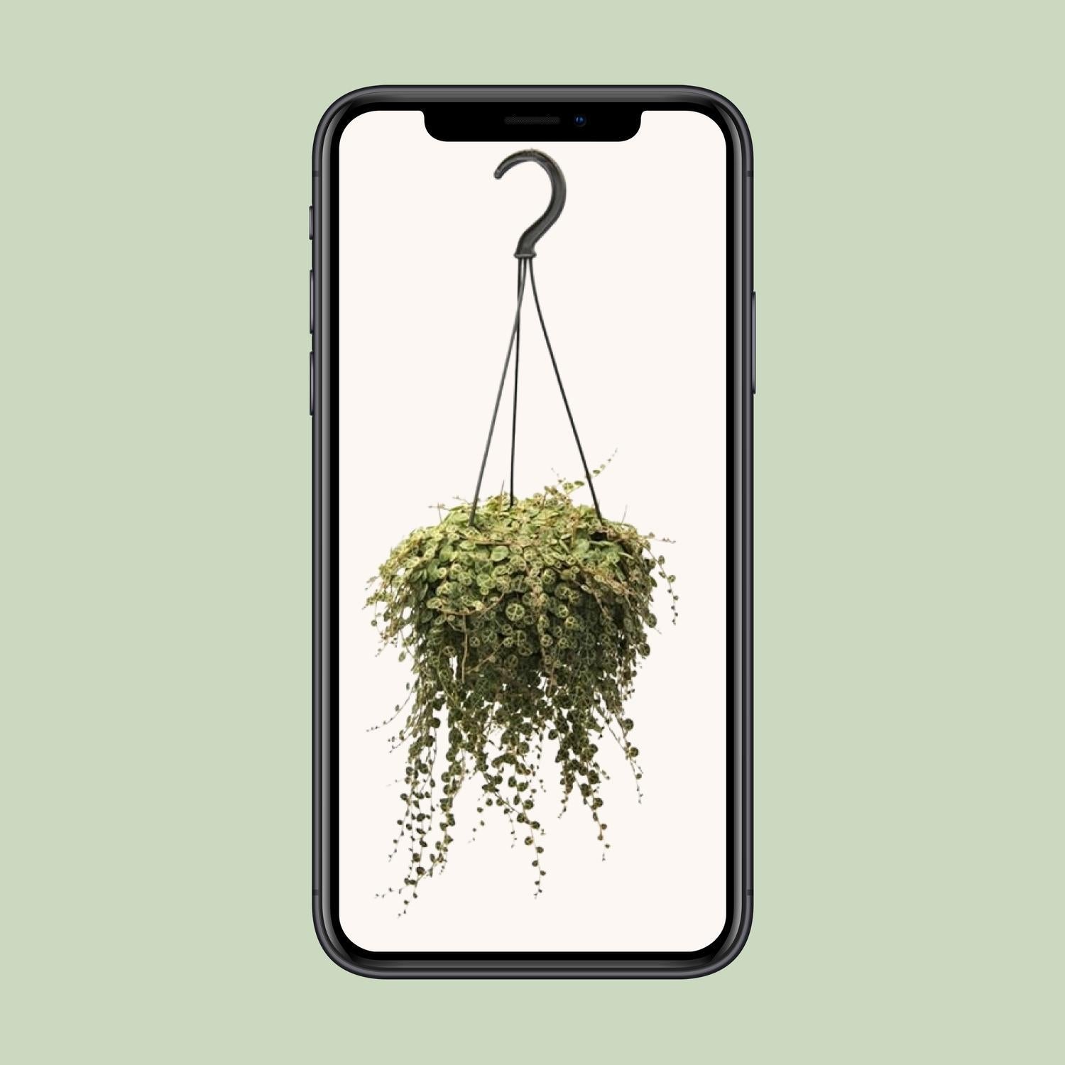 Zwergpfeffer - Peperomia Prostrata - Ø14cm - ↕38cm